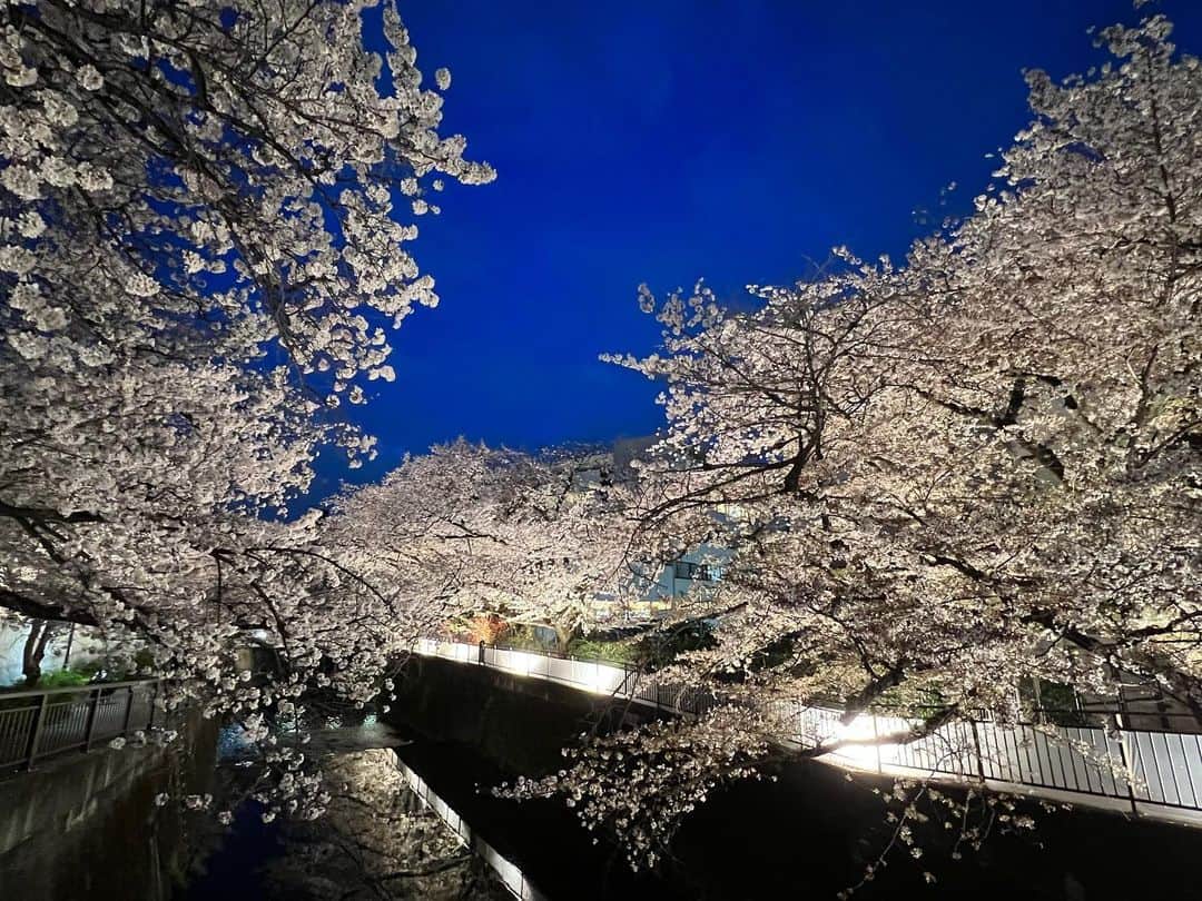 本間昭光のインスタグラム：「穴場🌸 東宝スタジオ」