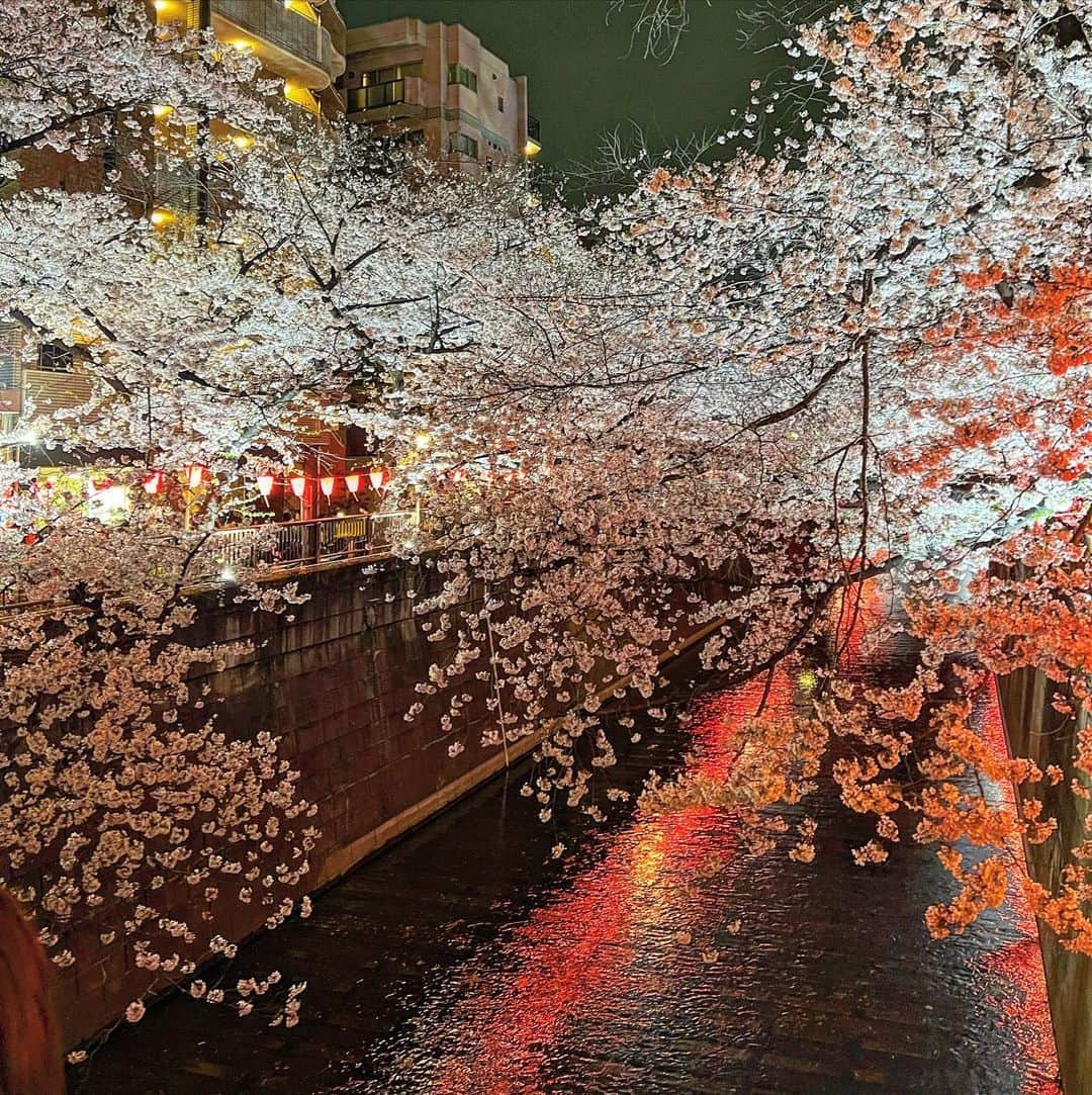 のインスタグラム：「🌸」
