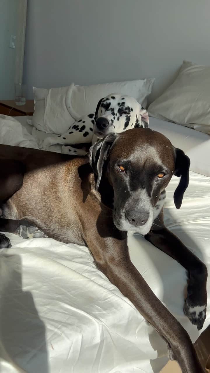 Monica Aksamitのインスタグラム：「the cutest boys that ever existed!  what kind of pets do you have?  #dalmatian #dalmatiannation #dalmatynczyk #dalmata」