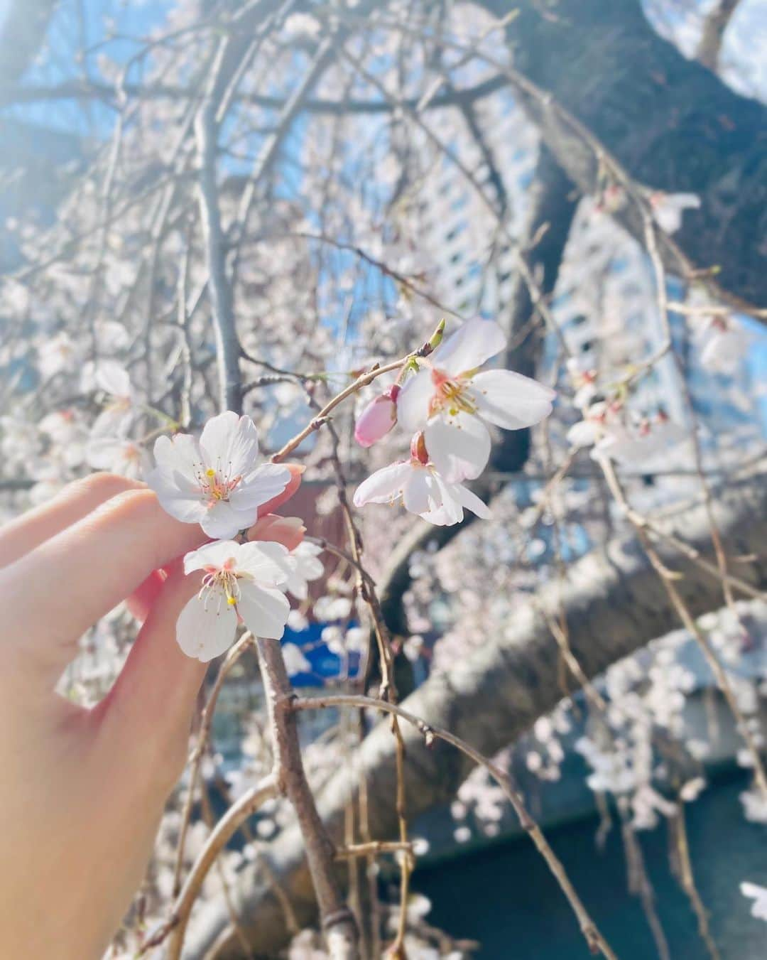 中村静香さんのインスタグラム写真 - (中村静香Instagram)「お花見〜🌸🍡」3月28日 7時25分 - shizuka_nakamura_official