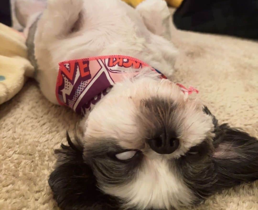 深田結梨（浅田結梨）さんのインスタグラム写真 - (深田結梨（浅田結梨）Instagram)「ぱろ🤎とぐぅ🤍🖤  #犬  #sleep  #dogsofinstagram  #goodnight  #mydog  #トイプードル  #シーズー」3月28日 3時22分 - yuuriman_