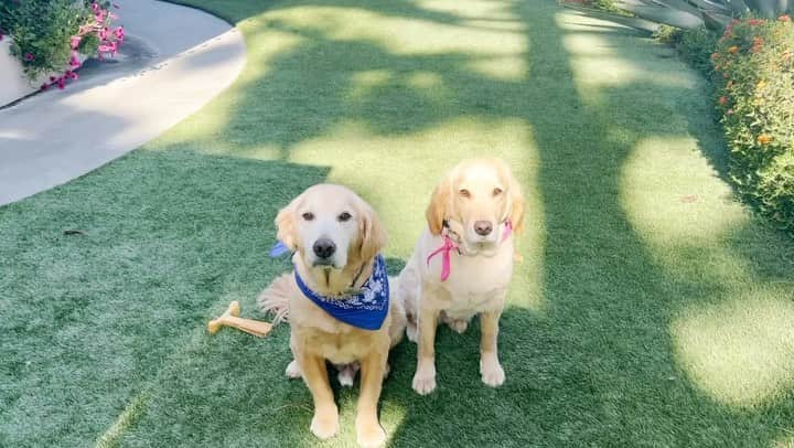 ダニエル・ヘニーのインスタグラム：「Roscoe and Julie’s morning routine @mepet_official #nelm #mepet」