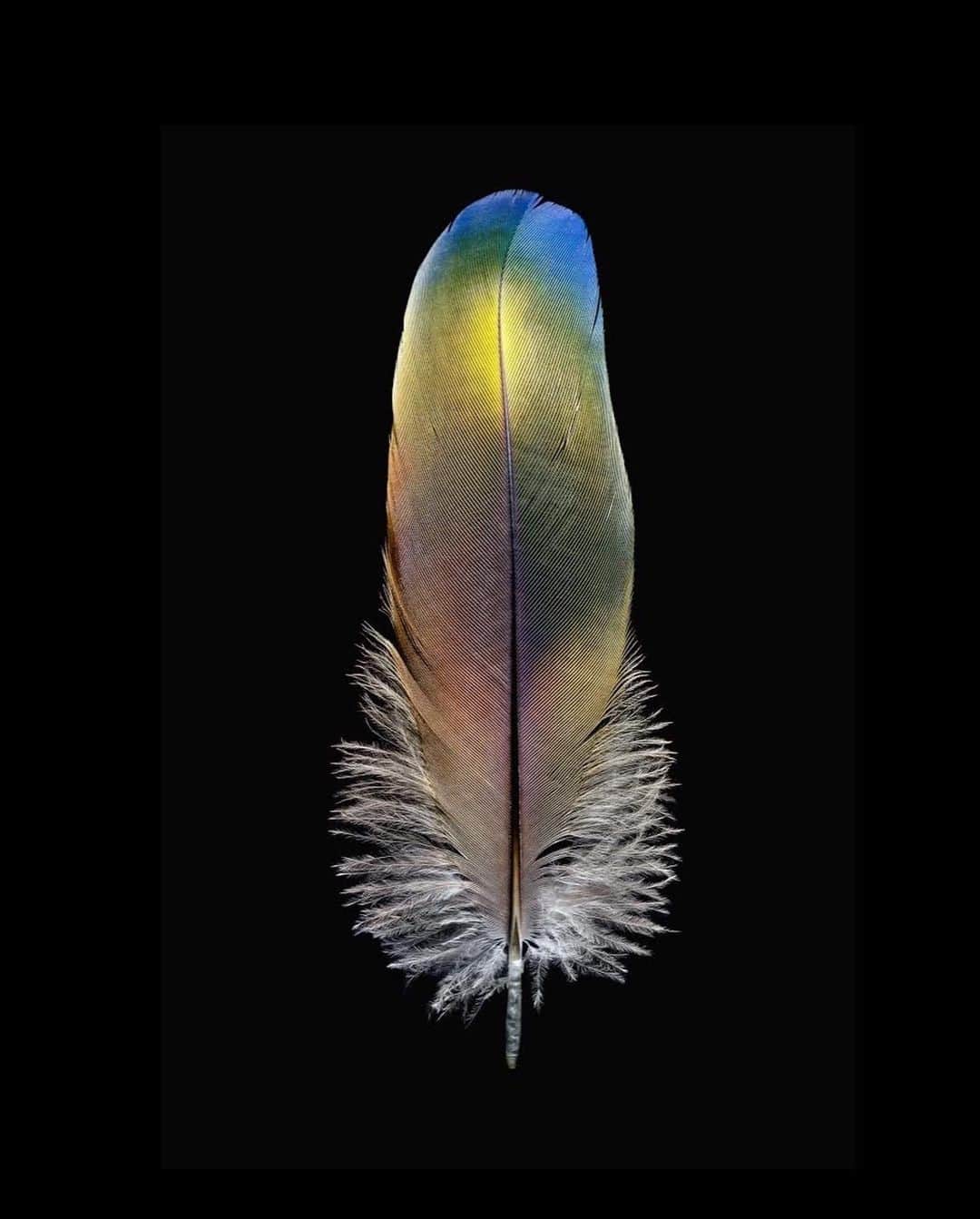 Robert Clarkさんのインスタグラム写真 - (Robert ClarkInstagram)「Another collection of my Feather and bird work. Thank you to all who have responded, excited to share the work. Due to requests I am having a print sale of my feathers work featured, first in a @Natgeo article then later in a book by Chronicle, Feathers, Display of Brilliant Plumage.  Due to the detail and astatic nature of the subject, the pictures look better at a larger size. All will be printed on  Hahnemuhle Photo Rag Archival Paper. 11x14……..350.00 16x20…….450.00 20x24…….600.00 Send me a DM Larger if you have any questions. Larger sizes available upon request.」3月28日 4時46分 - robertclarkphoto