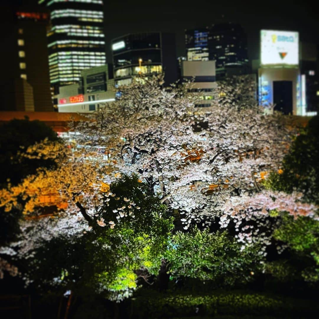 石田昌宏のインスタグラム：「やっと桜見れた。間に合ってよかった。」