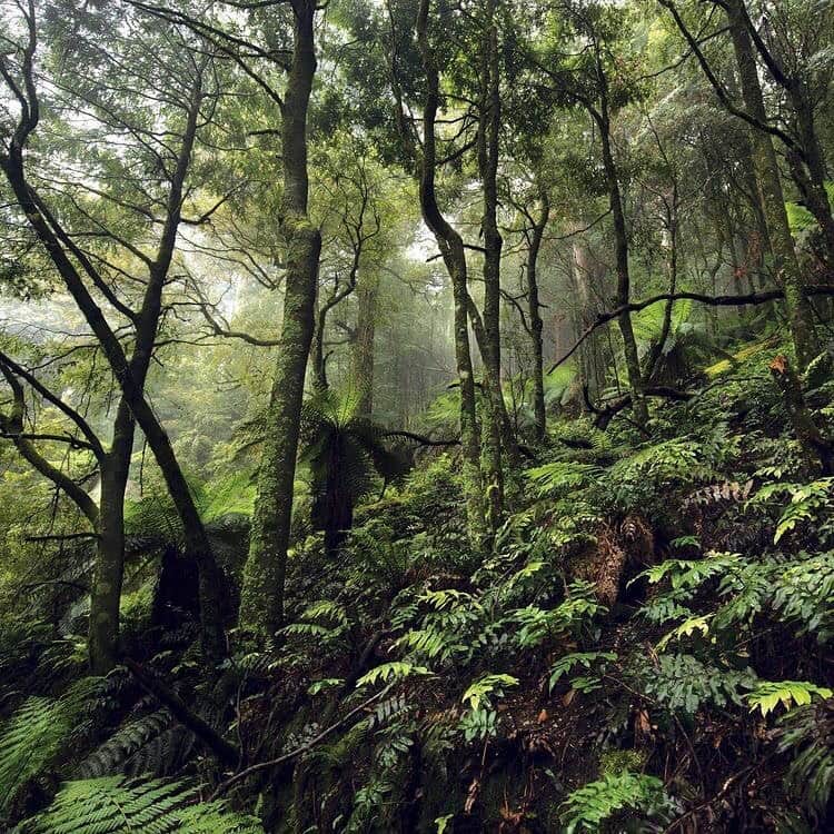 Meganさんのインスタグラム写真 - (MeganInstagram)「Rainforest in the Central Highlands, Australia by Sarah Rees via 〰️ @wonderground.press 🌿 . . . . #rainforests #trees #nature #naturephotography #centralhighlands」3月28日 5時41分 - zanzan_domus