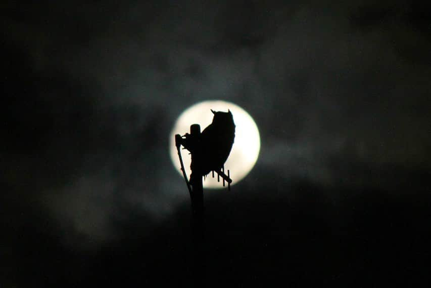 John Stortzさんのインスタグラム写真 - (John StortzInstagram)「Finally got around to fixing up the camera I used to shoot wildlife photography with and realized I never shared two of my favorite photos. A pair of great horned owls in silhouette before a full moon. Chased the hoots of these two all around a field one night trying to get a glimpse of em when they suddenly ascended to a radio antenna. Felt so lucky seeing this. This was from sometime in fall of 2017 in Awendaw, SC. Looking forward to more travels this year.」3月28日 7時16分 - johnstortz