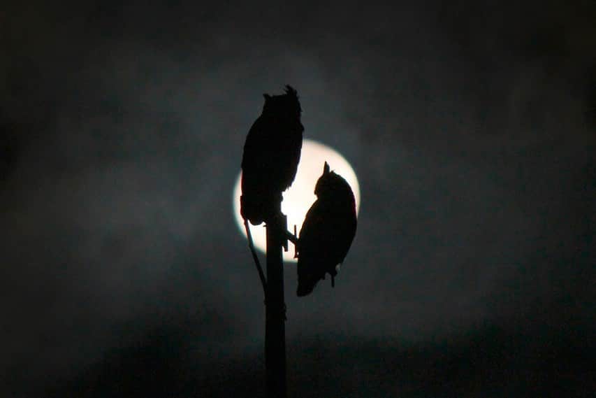 John Stortzのインスタグラム：「Finally got around to fixing up the camera I used to shoot wildlife photography with and realized I never shared two of my favorite photos. A pair of great horned owls in silhouette before a full moon. Chased the hoots of these two all around a field one night trying to get a glimpse of em when they suddenly ascended to a radio antenna. Felt so lucky seeing this. This was from sometime in fall of 2017 in Awendaw, SC. Looking forward to more travels this year.」