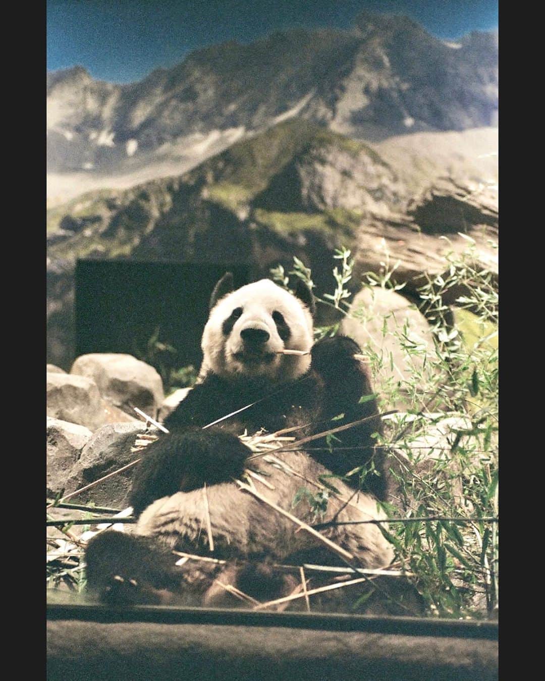 小片リサさんのインスタグラム写真 - (小片リサInstagram)「. 🐼 🐯 🦌  フィルムで動物撮るのむずかしい〜〜 #ジャイアントパンダ #リーリー #スマトラトラ #エゾシカ #上野動物園 #zoo #film #kodak」3月28日 18時36分 - risa__ogata.official