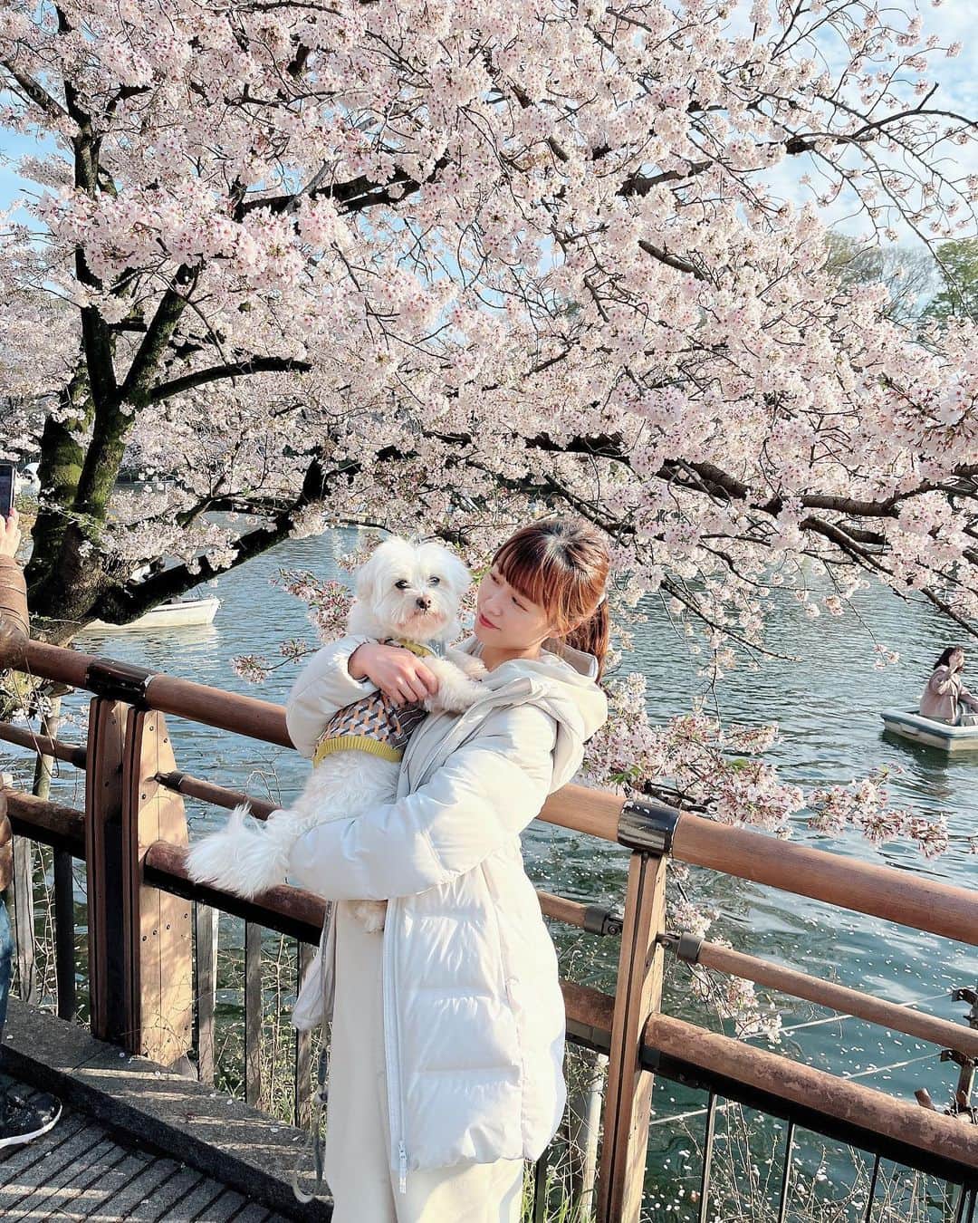西澤由夏さんのインスタグラム写真 - (西澤由夏Instagram)「久々に実家に帰って お弁当を持ってピクニック🍙  桜、間に合って良かったね〜🌸  #ピクニック #お花見 #マルチーズ」3月28日 18時36分 - yknszw