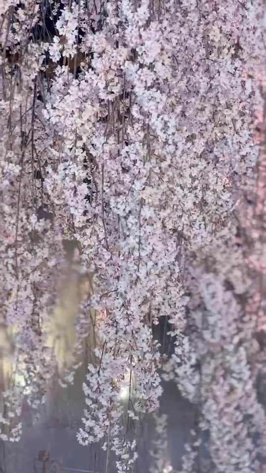 スガシカオのインスタグラム：「【今夜必見】満開の桜がすごい！ スガシカオ史に残る名場面生放送になりそうです  生中継スペシャル! ニッポン「今」つないでみたら ~春よ、来い 2023~ NHK総合 今夜 3月28日(火) 午後7時30分~8時42分  生放送にてゲスト出演、「Progress」を歌唱します。  https://www.nhk.jp/p/tsunaide2022/ts/KQXNWK7XZX/」