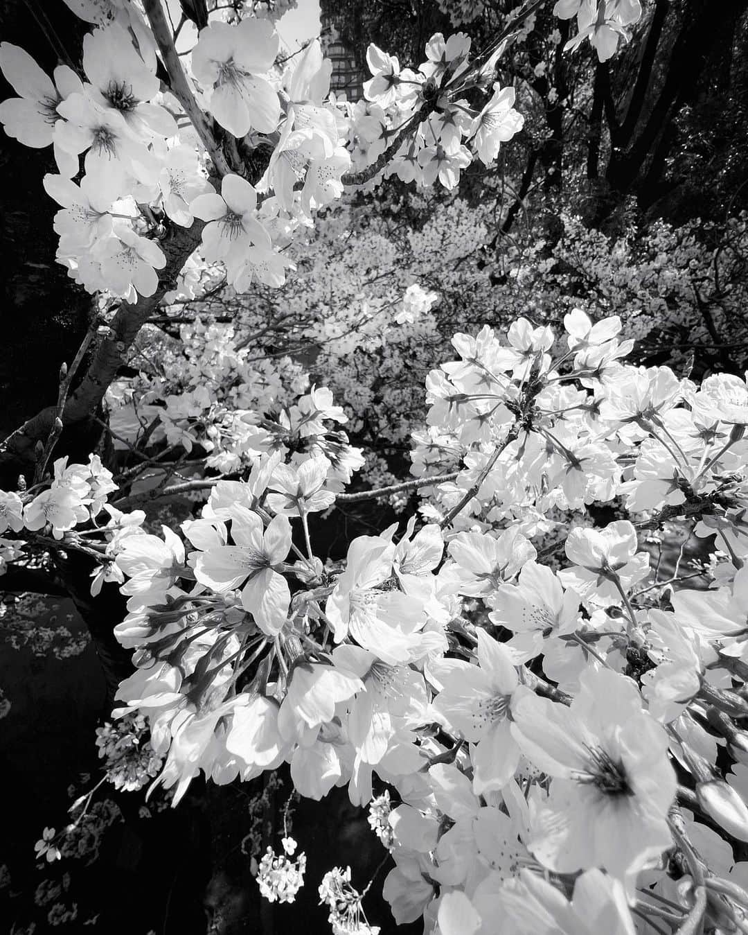 Akiのインスタグラム：「. #🌸 (Osaka) iPhone13pro #osaka2023 #osaka #shotoniphone13pro #shotoniphone . #team_jp_モノクロ #inspirationcultmag ＿＿＿＿＿＿＿＿＿＿＿＿＿＿＿＿＿＿＿＿＿＿＿＿＿  #__bnwart__ #flair_bw #東京カメラ部 #大阪万博2025 #photo_shorttrip #genic_mag #tokyocameraclub #osakatrip #iamosaka #桜 #🌸🌸🌸」