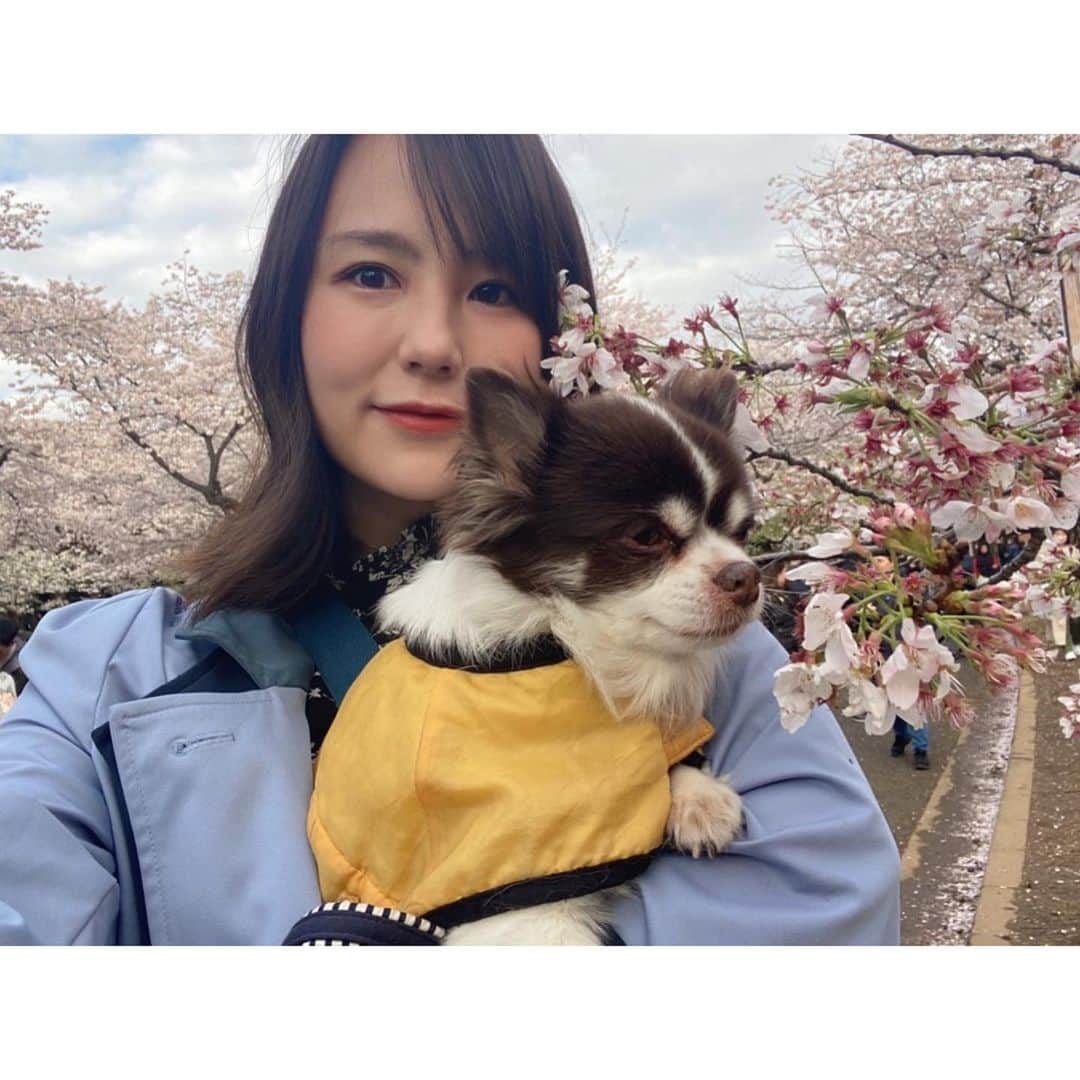 舘谷春香のインスタグラム：「おかげさまで今年も無事に誕生日を迎えることが出来ました！ たくさんのおめでとうメッセージ、事務所への贈り物などありがとうございます！  中日ドラゴンズ、アルモンテ選手と同い年の33歳🐨今年も1年、目の前のことを一生懸命頑張ります🌸  誕生日は実家でゆっくり過ごしました🐕 今月ありがたいことに忙しかったので久しぶりのゆっくり🌸 犬と今年初のお花見も🌸  今日は母が、私が1番好きな世界一おいしいコロッケ作ってくれるらしい🥹 私も作れるようにレシピ教えてもらいます🥹✨  明日からまたバリバリ働きます！  #hbd #誕生日 #ハッピーバースデー #happybirthdaytome #happybirthday #ありがとうございます #感謝 #0328 #🎂 #🌸 #🐥」