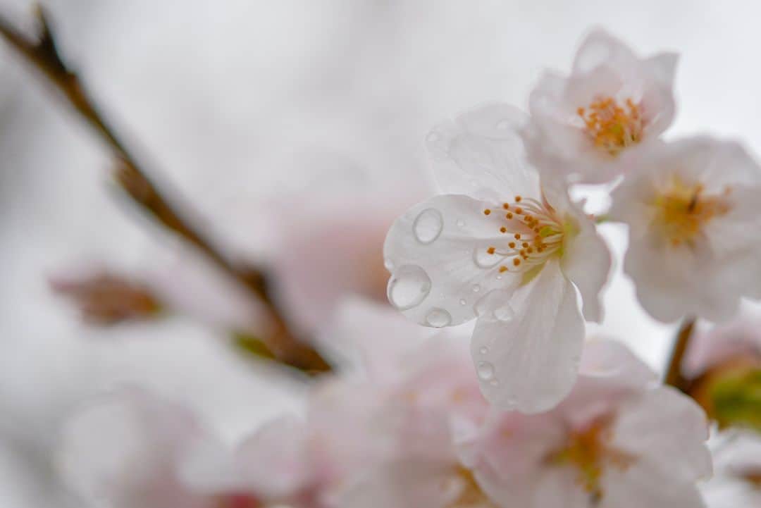 平塚市さんのインスタグラム写真 - (平塚市Instagram)「桜レポート🌸 花菜ガーデン 今日の午前中はあいにくの雨模様でしたが、 せっかく市内の桜が見頃を迎えているので花菜ガーデンへGO！ 園内「花ごろも広場」で綺麗に咲いていました。 一個一個、桜のつぼみに目をやりながら、雨粒と一緒に撮影するのは、今日のような天気でなければできないかもしれませんね。  #手をつなぎたくなる街 #hiratsukagood #hiratsuka #平塚 #kanagawaphotoclub #湘南 #shonan #花菜ガーデン #kanagarden #季節の花 #季節の花を楽しむ #桜 #さくら  #はなまっぷ #ザ花部 #花の写真館 #花のある暮らし #best_moments_flora #mst_flower #今週もお疲れ様でした #週末の過ごし方 #日々 #暮らし #instagramjapan #igersjp #japanphoto」3月28日 17時15分 - hiratsukagood