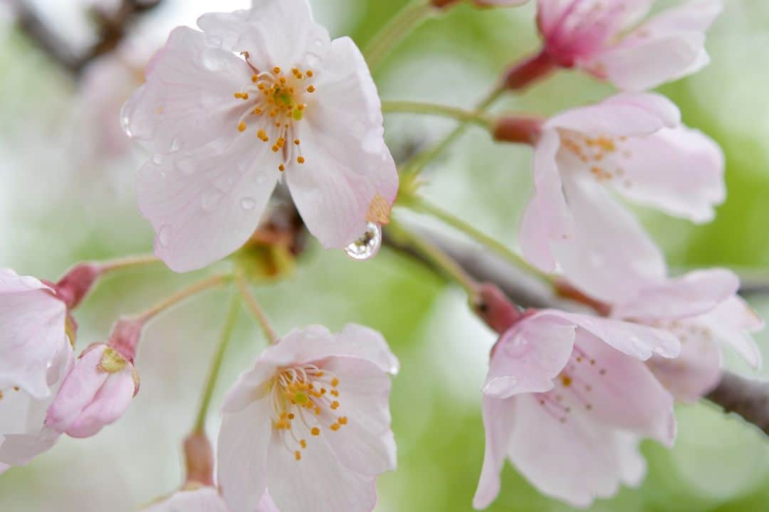 平塚市のインスタグラム：「桜レポート🌸 花菜ガーデン 今日の午前中はあいにくの雨模様でしたが、 せっかく市内の桜が見頃を迎えているので花菜ガーデンへGO！ 園内「花ごろも広場」で綺麗に咲いていました。 一個一個、桜のつぼみに目をやりながら、雨粒と一緒に撮影するのは、今日のような天気でなければできないかもしれませんね。  #手をつなぎたくなる街 #hiratsukagood #hiratsuka #平塚 #kanagawaphotoclub #湘南 #shonan #花菜ガーデン #kanagarden #季節の花 #季節の花を楽しむ #桜 #さくら  #はなまっぷ #ザ花部 #花の写真館 #花のある暮らし #best_moments_flora #mst_flower #今週もお疲れ様でした #週末の過ごし方 #日々 #暮らし #instagramjapan #igersjp #japanphoto」