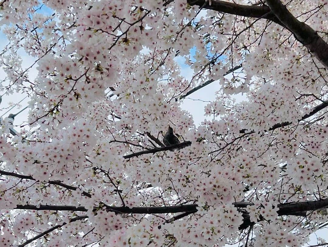 金田久美子さんのインスタグラム写真 - (金田久美子Instagram)「今年も地元の桜満喫してきたよ🌸 大好きなクリスマスローズも満開♪ #さくら  #sakura #やっと晴れた #春だね」3月28日 17時23分 - kumiko_kaneda