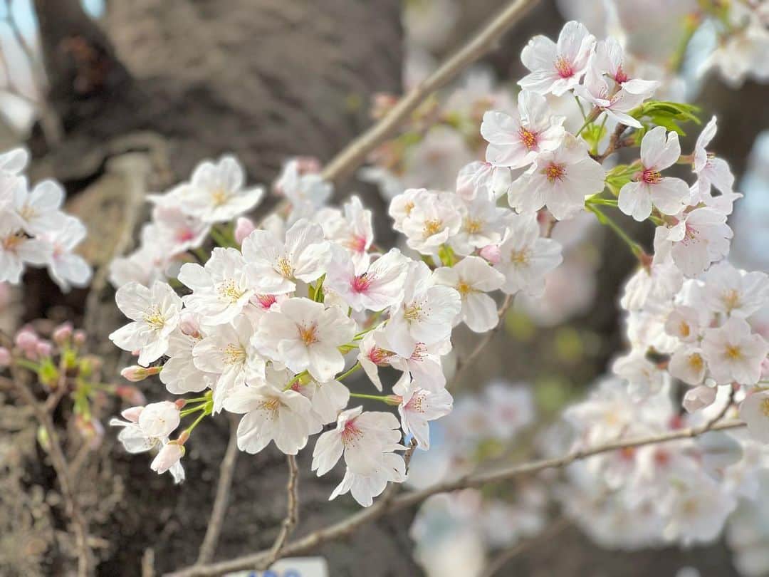 金田久美子さんのインスタグラム写真 - (金田久美子Instagram)「今年も地元の桜満喫してきたよ🌸 大好きなクリスマスローズも満開♪ #さくら  #sakura #やっと晴れた #春だね」3月28日 17時23分 - kumiko_kaneda