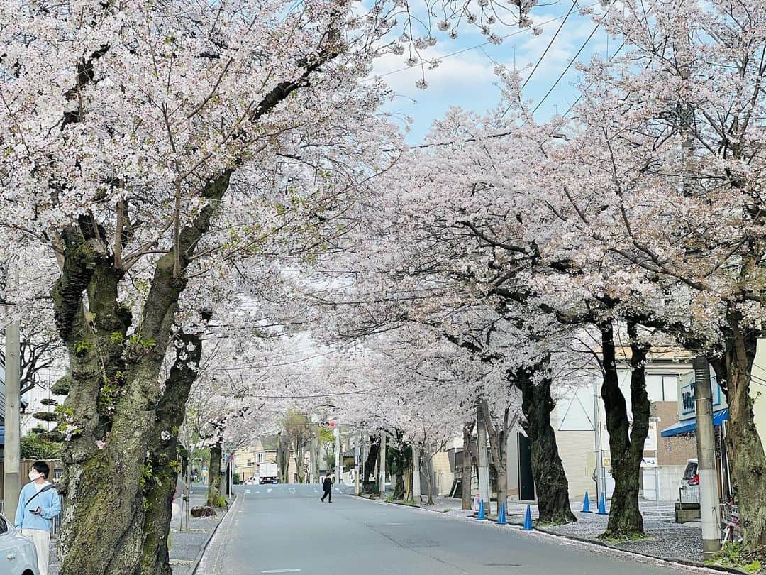 金田久美子のインスタグラム：「今年も地元の桜満喫してきたよ🌸 大好きなクリスマスローズも満開♪ #さくら  #sakura #やっと晴れた #春だね」