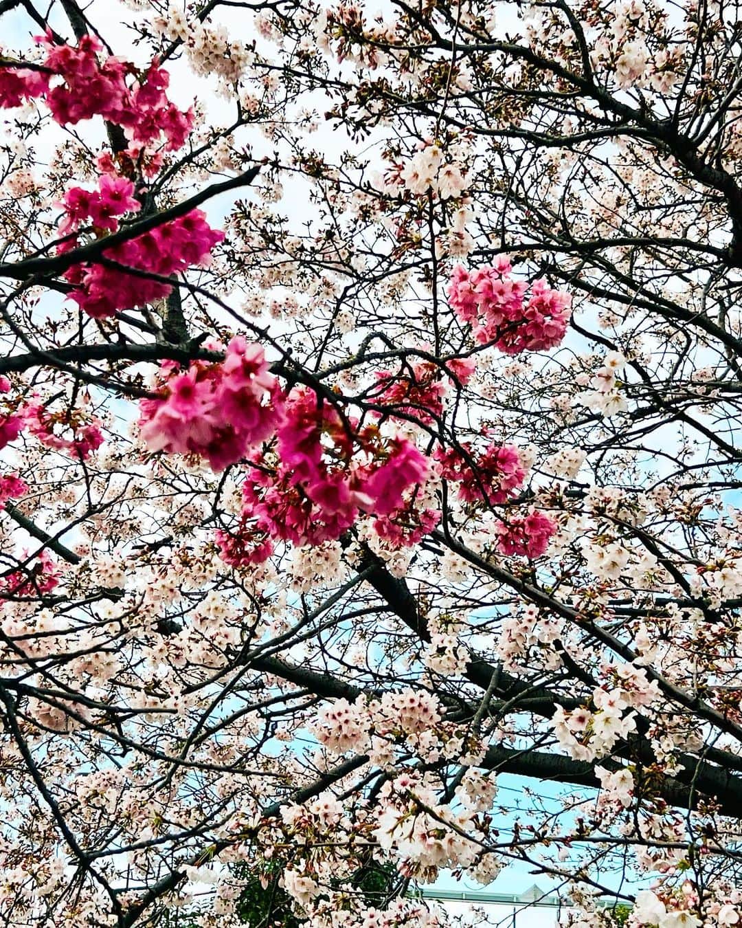 井田幸昌のインスタグラム：「Hello happy spring 🌸 はろー日本！もう桜満開だね。🌸」