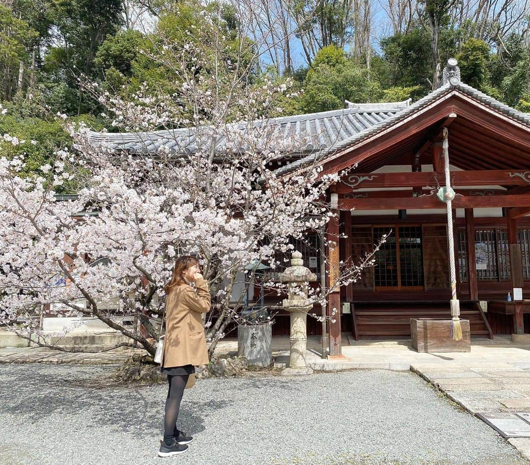 青柳美扇のインスタグラム：「久々に安岡寺さんへ🌸 大学生のとき、書道部の友達と一緒に安岡寺さんで御朱印を書かせていただいていました😊思い出の場所です！😊 華ちゃんたちとのお寺めっちゃ楽しかったな〜( ・∇・)！  満開やった🌸 いつ来てもゆっっったりと時間が流れていて、心が清められます🍀🕊」