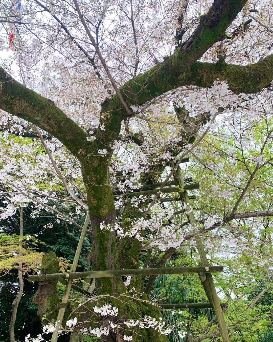 フランス大使館のインスタグラム：「昨日は #さくらの日 🌸でした。　フランス大使公邸のさくらも満開です🇫🇷✨」