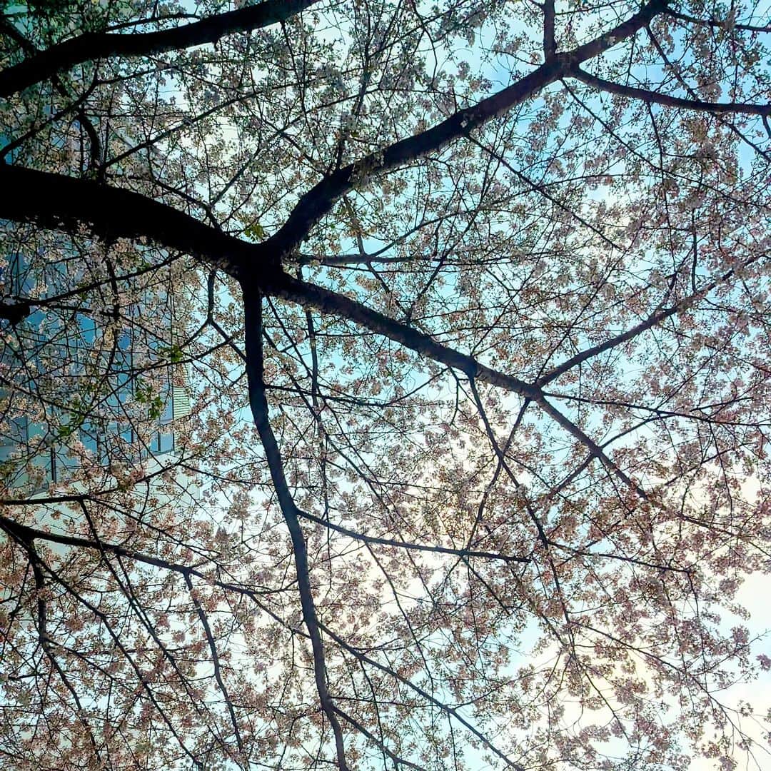 Saschaさんのインスタグラム写真 - (SaschaInstagram)「桜　真下から」3月28日 17時44分 - sascha348