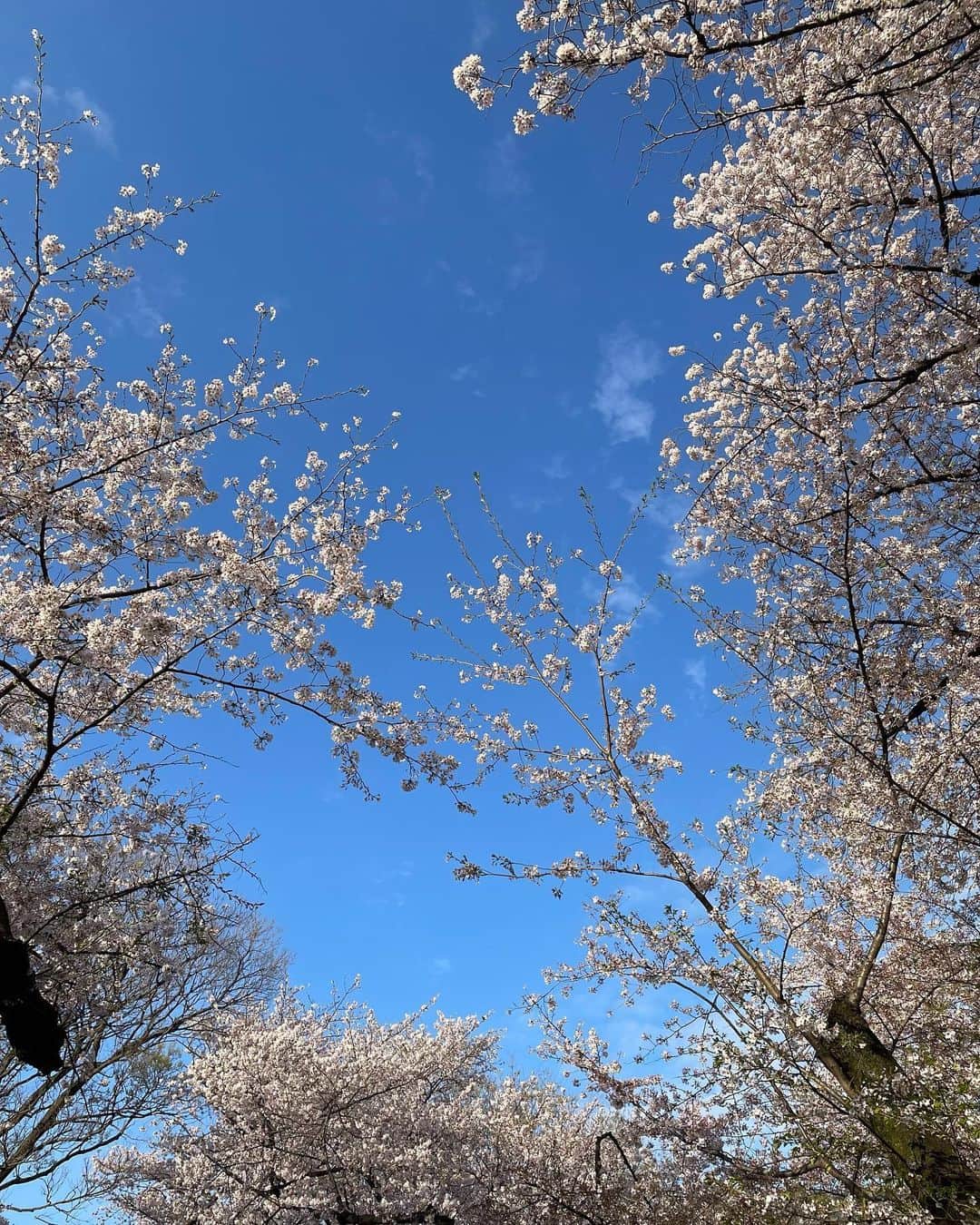 山口もえのインスタグラム：「・  卒業おめでとう… 入学おめでとう♡ 新生活始まる方も いつもと変わらない方も・・・ 春だもの 空を見上げて楽しみましょ✨ 東京は桜が満開だよ🌸  #東京#tokyo #japan  #🌸#桜#満開 #おめでとう #春が1番らぶ♡笑」