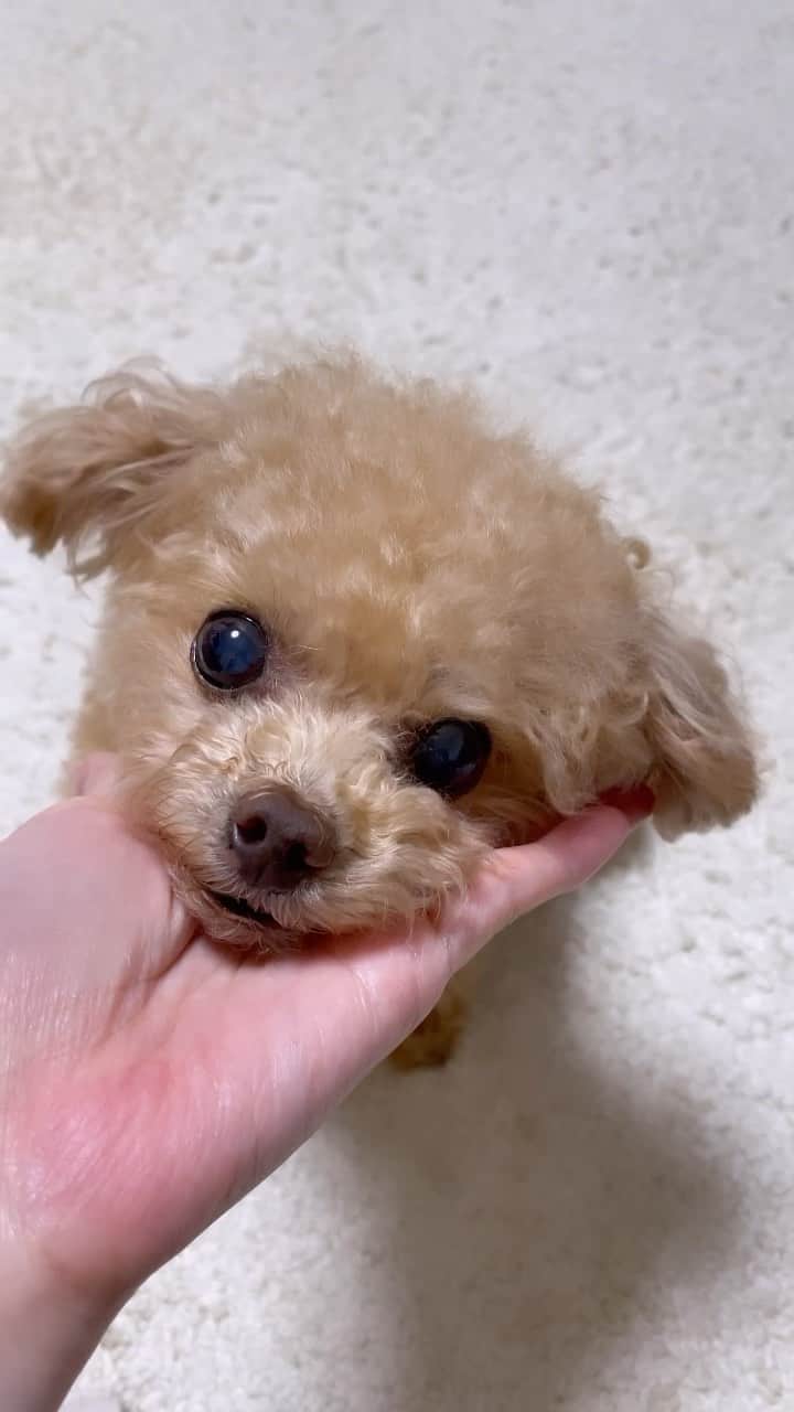 ふわのインスタグラム：「親バカですみません。  #toypoodle#toypoodlegram#dogsofinstagram#instadog#doglover#doglife#cutedog#dog#kawaii#fuwamama#ふわもこのふわ#ふわ#トイプードル#ふわもこ部#犬バカ部#親バカ部#犬のいる暮らし#いぬすたぐらむ#かわいい」