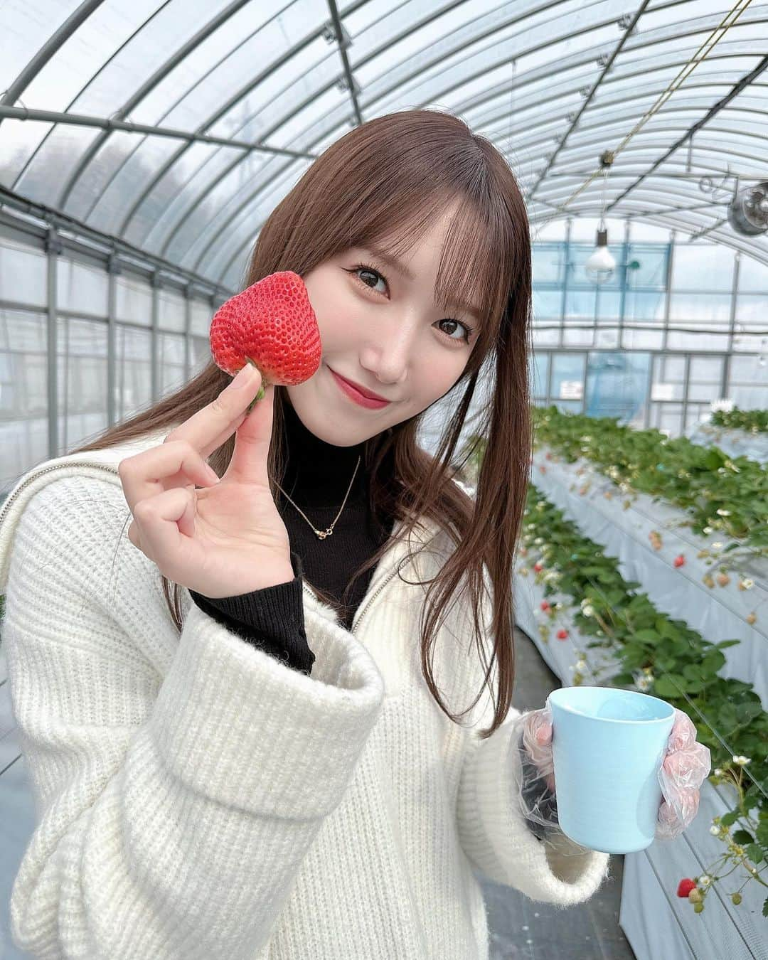 田中菜津美のインスタグラム：「. ロケでいちご狩りした時の🍓 光ママが写真撮ってくれました📸 . やっぱりあまおうが優勝でした！ . #テレq #ブルーリバーの望むところだ#いちご狩り  #久留米 #モヒカンラーメン #久留米市鳥類センター」