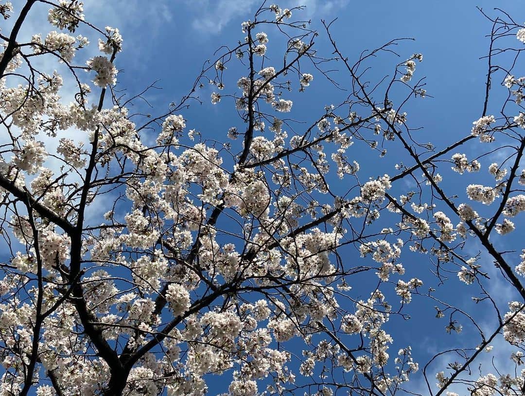 いとうかなこさんのインスタグラム写真 - (いとうかなこInstagram)「マイバースデーですありがとうございます🌸🌸🌸 桜はまだまだこれから咲きそうですぞ🌸🌸🌸」3月28日 17時56分 - kanakoito0328