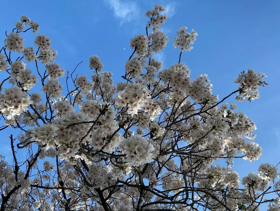 いとうかなこさんのインスタグラム写真 - (いとうかなこInstagram)「マイバースデーですありがとうございます🌸🌸🌸 桜はまだまだこれから咲きそうですぞ🌸🌸🌸」3月28日 17時56分 - kanakoito0328