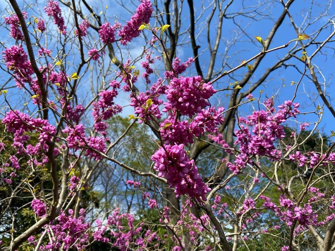 いとうかなこさんのインスタグラム写真 - (いとうかなこInstagram)「マイバースデーですありがとうございます🌸🌸🌸 桜はまだまだこれから咲きそうですぞ🌸🌸🌸」3月28日 17時56分 - kanakoito0328