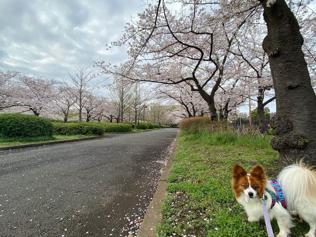 いとうかなこのインスタグラム：「マイバースデーですありがとうございます🌸🌸🌸 桜はまだまだこれから咲きそうですぞ🌸🌸🌸」