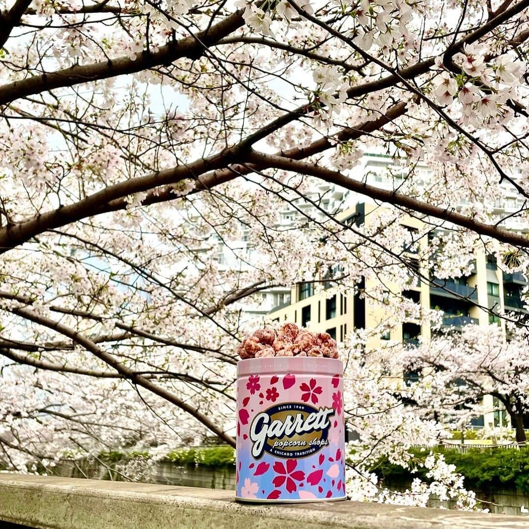 のインスタグラム：「. SAKURA vibes🌸  #garrett #garrettpopcorn #garrettjp #popcorn #ギャレット #ギャレットポップコーン #ギャレットポップコーンショップス #ポップコーン #原宿 #酒々井プレミアムアウトレット #名古屋  #南町田グランベリーパーク #土岐プレミアムアウトレット #岡崎 #sakura #サクラ」
