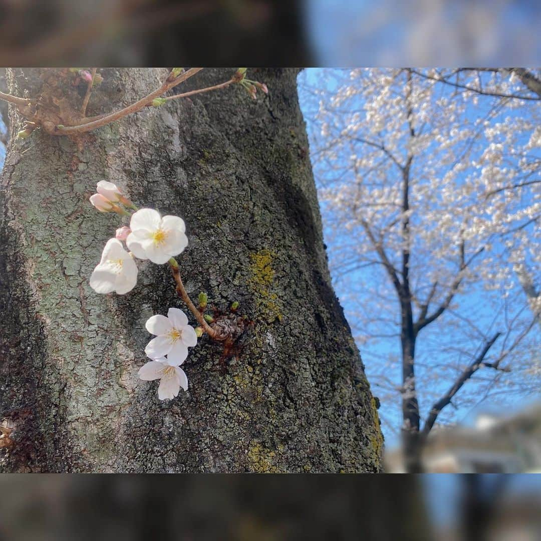 高畠麻奈さんのインスタグラム写真 - (高畠麻奈Instagram)「東京都北区🌸 北区つかこうへい劇団に入る為に住み始めた街。 いつまで北区にいるの！？と何度も言われました。笑 思い出いっぱいの場所を離れ新しい生活を始めています。 空っぽになったお部屋でほんのりセンチメンタル。 長い間お世話になりました、ありがとうございました！  #桜 がシンボルの街 #陽当たり が良くて好きなお部屋でした #引っ越し って大変なのね…」3月28日 18時07分 - mana_724