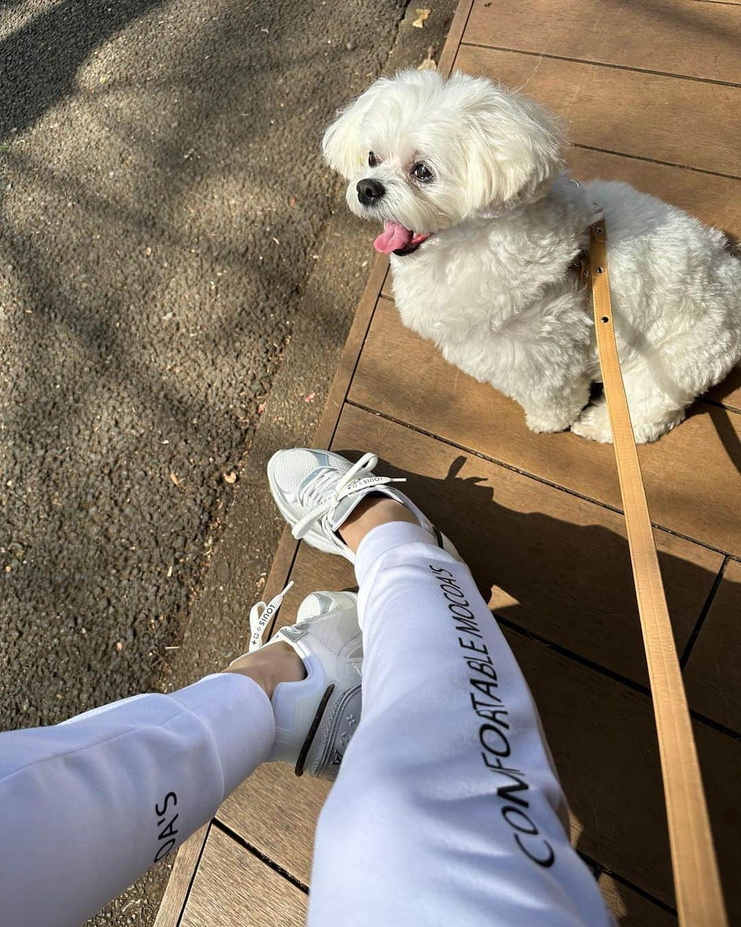 桃華絵里さんのインスタグラム写真 - (桃華絵里Instagram)「walking and cafe 🐶🤍👟☕️   毎日 たくさん歩くことが趣味化しています☺︎  最後のシーくん 謎の微笑み…笑  今日も素晴らしい1日に感謝♡  #お散歩 #保護犬を家族に」3月28日 18時07分 - _momoka828_