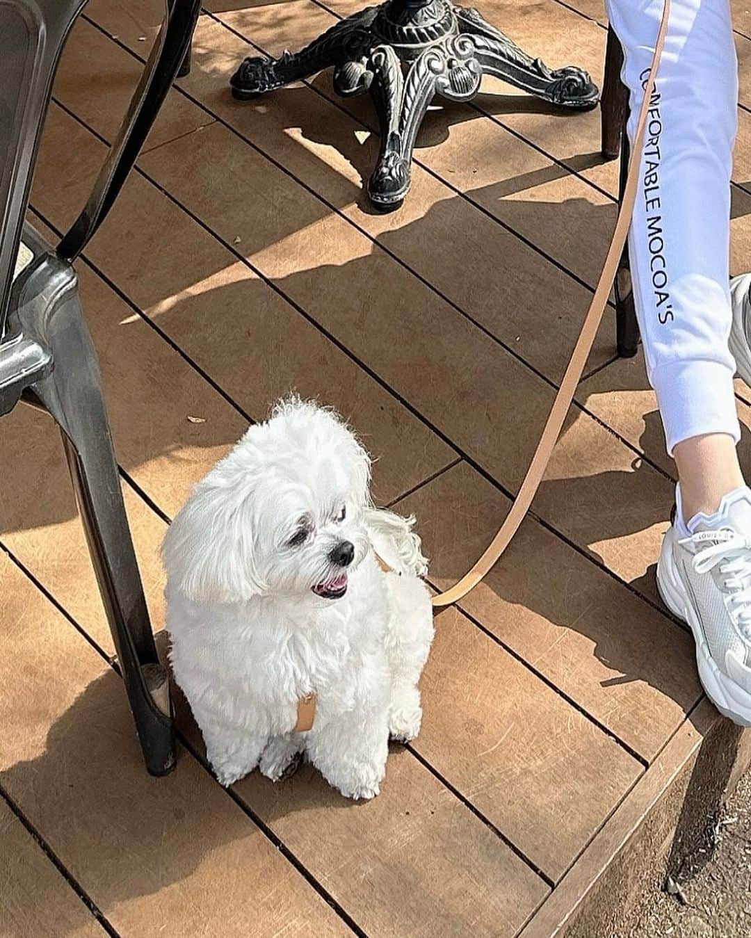 桃華絵里さんのインスタグラム写真 - (桃華絵里Instagram)「walking and cafe 🐶🤍👟☕️   毎日 たくさん歩くことが趣味化しています☺︎  最後のシーくん 謎の微笑み…笑  今日も素晴らしい1日に感謝♡  #お散歩 #保護犬を家族に」3月28日 18時07分 - _momoka828_