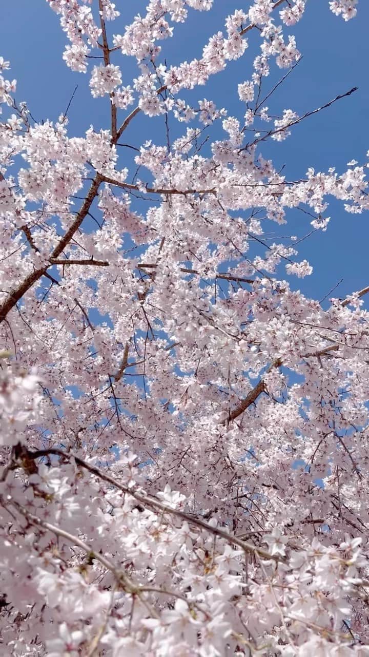 晴日のインスタグラム：「春、🌸🍡」