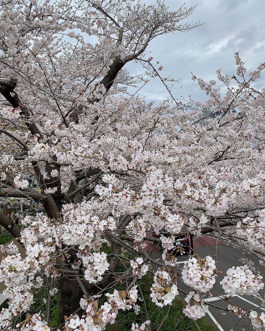 CHIHIRO♡さんのインスタグラム写真 - (CHIHIRO♡Instagram)「春ですね🌸  #桜 #さくら」3月28日 18時16分 - chipipipi918