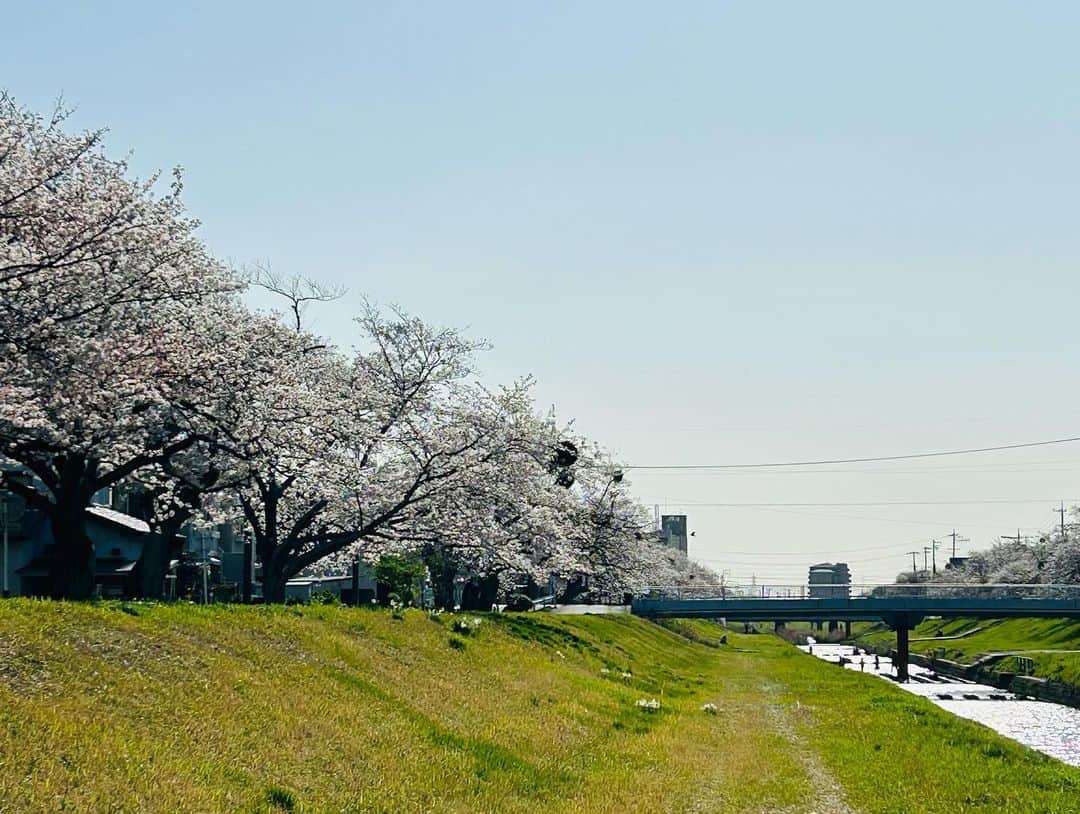 大野篤史のインスタグラム：「さくら🌸  #2023#豊川#佐奈川堤#cherryblossoms」