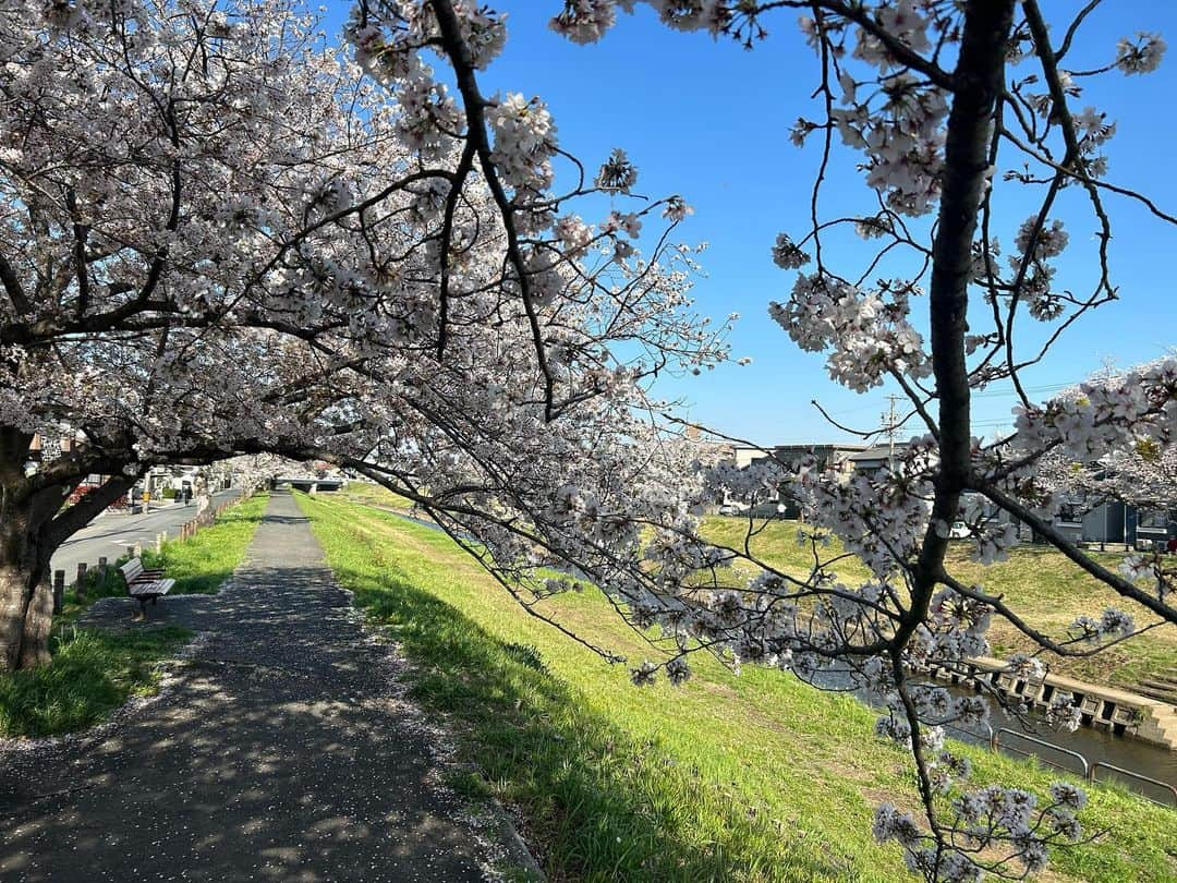 大野篤史さんのインスタグラム写真 - (大野篤史Instagram)「さくら🌸  #2023#豊川#佐奈川堤#cherryblossoms」3月28日 18時26分 - atsushi.0812