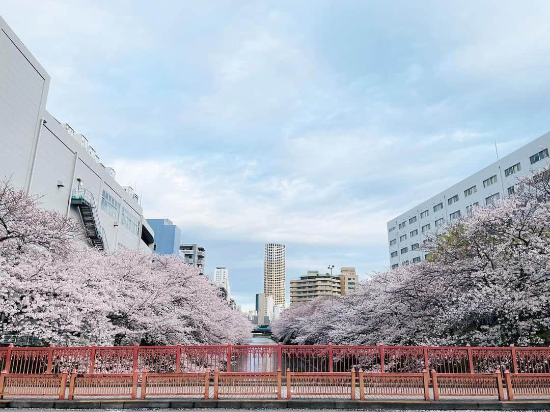 熊澤枝里子のインスタグラム：「・ 「full bloom🌸」 今年の桜。 私が撮ったベストショットは 朝イチに撮ったこれかな🙌  #cherryblossom  #japan #桜 #日本の春 #日本の風景」