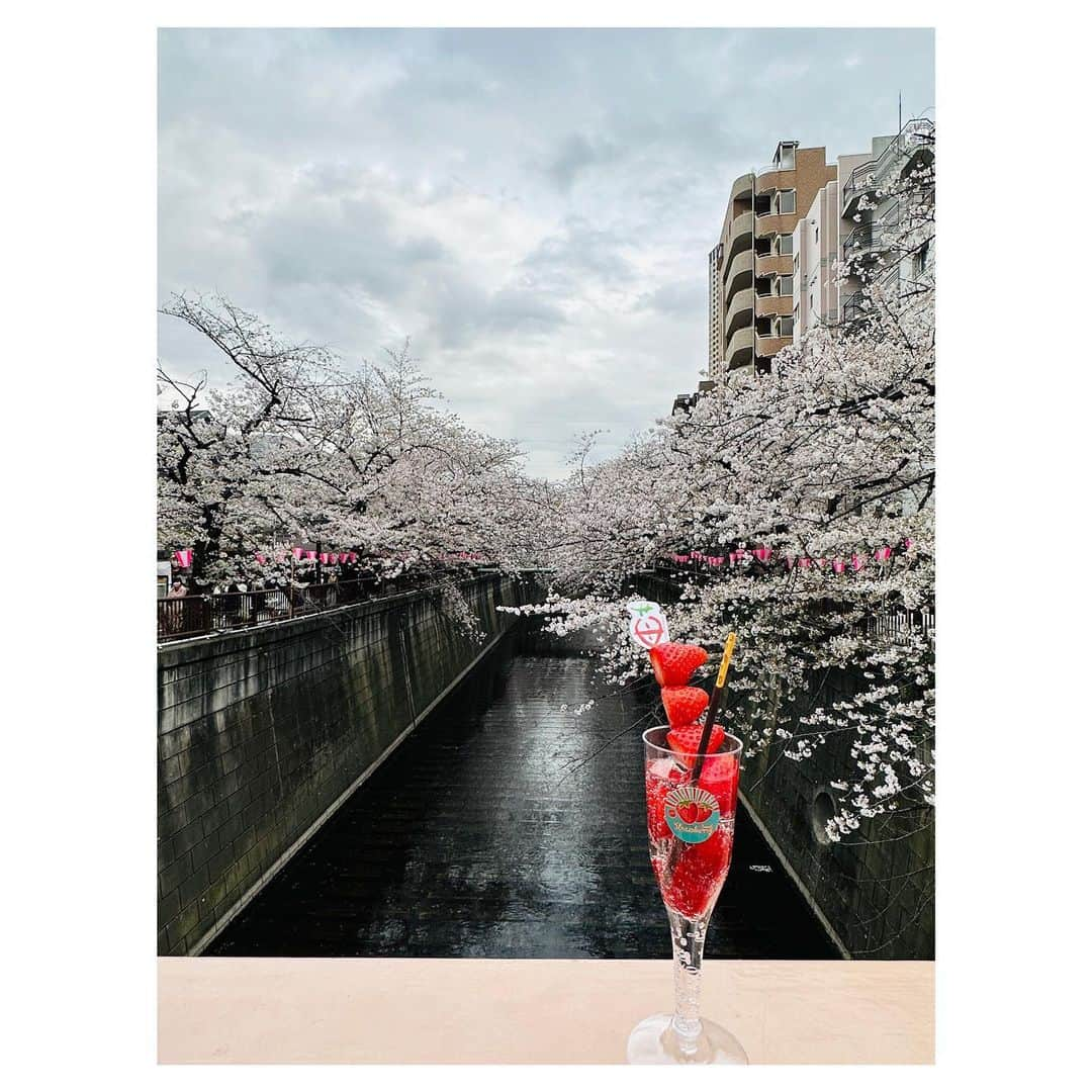 藤井美加子さんのインスタグラム写真 - (藤井美加子Instagram)「🌸🥂🍓  ご自由に“写真撮って下さい“ブースかと 思って写真撮ってたら📸 人様の買ったものでした🫢🙏 やだー！ごめんなさーい！！  撮り終わるの待っててくれた 優しいカップルさんありがとう🍓  #いちごシャンパン  #目黒川 #借り物 #おばちゃんみたいなことしちゃった #あの人凄かったねって言ってもいいよ #アベック」3月28日 9時33分 - mikako_miki