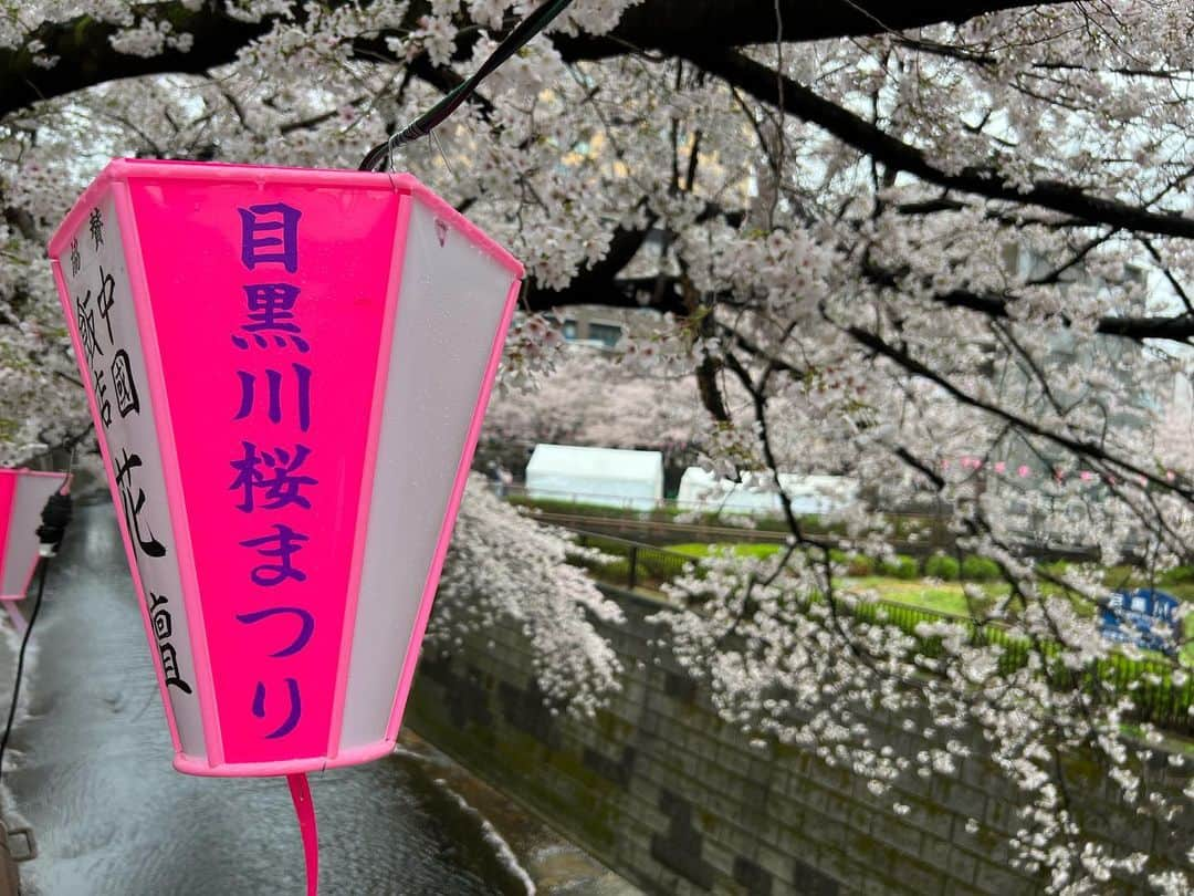 多胡安那さんのインスタグラム写真 - (多胡安那Instagram)「毎年恒例の早朝お花見🌸 今年も朝6時台から楽しんできました。 「花には団子」なので、お団子ヘアに。  #気象予報士 #桜シーズン #お花見 #目黒川 #目黒川の桜 #目黒川は見頃 #早朝花見 #早朝花見も今年で13年目 #お花見は空いている早朝一択 #お団子ヘア #花には団子 #花冷えで寒すぎ」3月28日 9時50分 - tagoanna