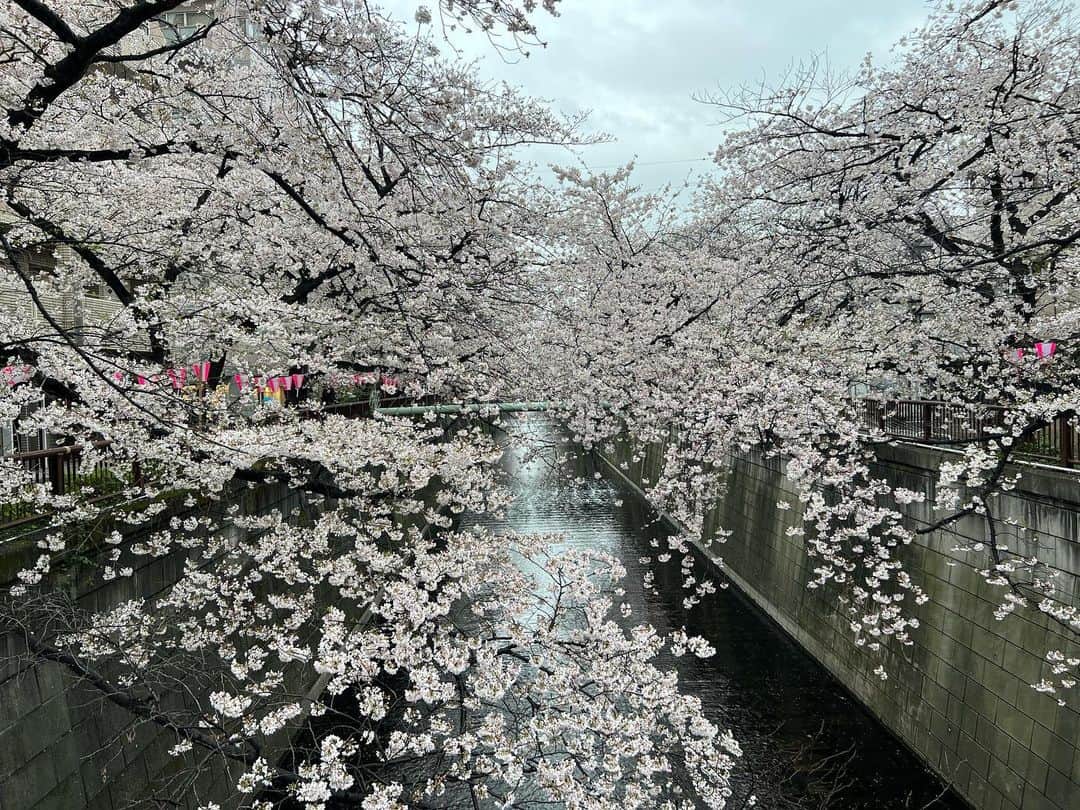 多胡安那さんのインスタグラム写真 - (多胡安那Instagram)「毎年恒例の早朝お花見🌸 今年も朝6時台から楽しんできました。 「花には団子」なので、お団子ヘアに。  #気象予報士 #桜シーズン #お花見 #目黒川 #目黒川の桜 #目黒川は見頃 #早朝花見 #早朝花見も今年で13年目 #お花見は空いている早朝一択 #お団子ヘア #花には団子 #花冷えで寒すぎ」3月28日 9時50分 - tagoanna