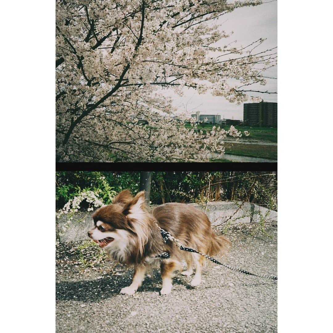 篠原真衣さんのインスタグラム写真 - (篠原真衣Instagram)「フィルムカメラを現像してプチタイムスリップ💫🪐 新しいフィルムをセットしたら未来に向かってごーごー。 #OLYMPUSpenees2」3月28日 10時07分 - shinomai425