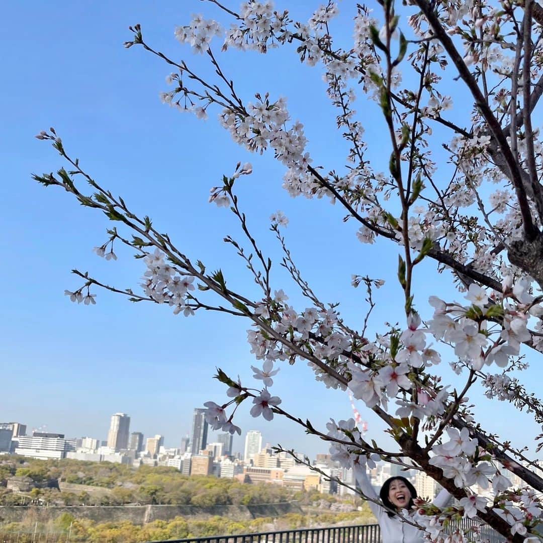 虎谷温子のインスタグラム：「大阪ではきのう、桜の満開が発表されました🌸🌸🌸 #虎谷をさがせ」