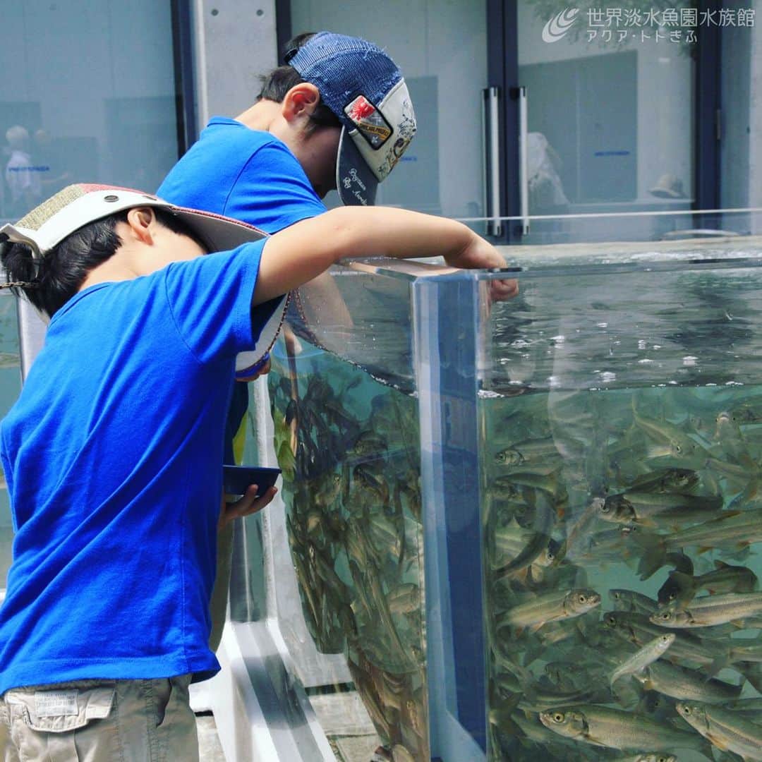 世界淡水魚園水族館 アクア・トト ぎふのインスタグラム：「年パス会員様限定！「おさかなに朝ごはんを、わたしにモーニングを」（有料） 開館前の水族館でふれあいプールの魚たちに特別なごはんをあげたあと、水族館横のレストランでモーニングをお楽しみください。 詳しくは当館HPをご覧ください。 ※ご参加いただく全員の年パスが必要です。年齢制限はありません。 https://aquatotto.com/event/schedule/detail.php?p=16535  応募方法：当館HPの応募フォームに必要事項をご記入いただきお申し込みください。(締切：4月6日) 料金：2,000円／人　※事前入金となります。 日時：2023年4月15日(土)　8:30～9:30 場所：アクア・トト ぎふ館内 定員：20名(抽選)　※参加される方全員の年パスが必要です。中学生以下の方については、年パスをお持ちの保護者の同伴が必要です。 #アクアトト #水族館 #aquarium #モーニング #特別企画 #オアシスパーク #河川環境楽園」