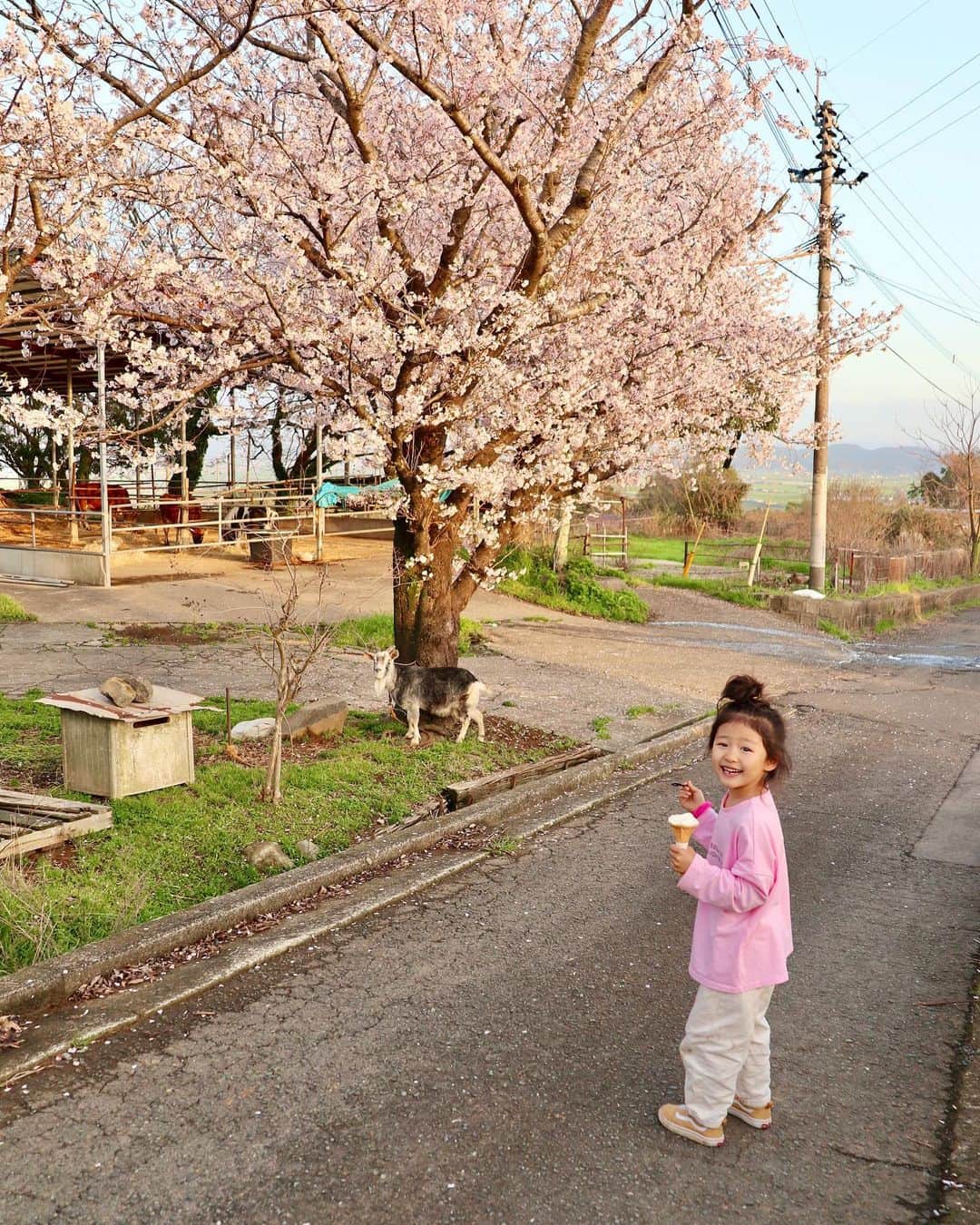 村上萌さんのインスタグラム写真 - (村上萌Instagram)「夕方16時に突然の晴れ間、コーヒーとドーナッツ、それからシートさえあればお花見はできる…！と、カジュアルに高原へ🐎なにごとも、おおごとにしすぎないのが良さそう。   #春の目線」3月28日 10時49分 - moemurakami_