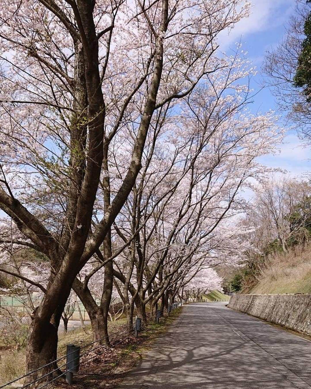 imagoso_kainoutaさんのインスタグラム写真 - (imagoso_kainoutaInstagram)「🌸 宿から歩いてすぐの今子浦公園の桜が 満開です！  今子浦には桜並木や遊具のある公園、岩場まで歩いて行ける海岸、夕日百選に選ばれた展望台など、歩いて散策できる場所がたくさんあります。  ぜひ心地よい春の季節に、遊びにいらしてください☺️  春は香住ガニのプランをご用意しております🦀   #いまご荘 #今子荘 #櫂の詩 #いまご荘櫂の詩 #香住旅館 #香住旅行 #兵庫旅館 #兵庫旅行 #ふたり旅 #女子旅 #大人旅 #かに旅行 #カニ旅行 #夕日百選 #絶景の宿 #香美町 #但馬 #香住 #兵庫 #今子浦 #今子浦海岸 #海散歩 #日本海 #香住ガニ #香住がに #磯釣り #磯遊び #桜 #春」3月28日 12時10分 - imagoso_kainouta