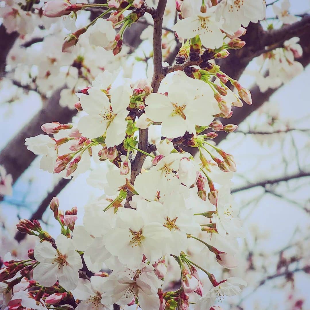 風麻さんのインスタグラム写真 - (風麻Instagram)「春ですね」3月28日 12時40分 - fumadora002